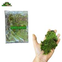 Gambar Forrest Moss Vesicularia Montagnei (Weeping moss darat) dari Dunia Anura 99 undefined 3 Tokopedia