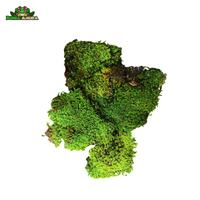 Gambar Forrest moss Herzogiella Striatella dari Dunia Anura 99 undefined 2 Tokopedia