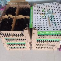 Gambar unggas lestari unggul ayam ulu dari nurwantafarm undefined 1 Tokopedia