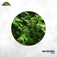 Gambar Forrest Moss Mini Christmass (Darat) dari Dunia Anura 99 undefined 1 Tokopedia