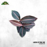 Gambar Tanaman Vivarium Labisia SP (Pink Line) dari Dunia Anura 99 undefined 1 Tokopedia