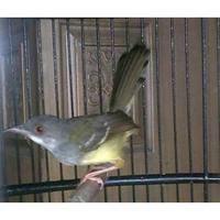 Gambar Promo Burung ciblek semi jaminan jantan dari rehansaputraa undefined 2 Tokopedia