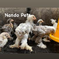 Gambar PROMO !! Ayam Brahma Import Original Anakan Usia 1 Bulanan Up dari ClowdStore undefined 1 Tokopedia