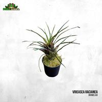 Gambar Tanaman Vivarium Vriesea racianea dari Dunia Anura 99 undefined 1 Tokopedia