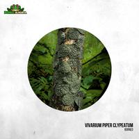 Gambar Tanaman Vivarium Piper Clypeatum dari Dunia Anura 99 undefined 1 Tokopedia