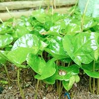 Gambar Kecambah Kopi Arabika Ateng Super 500 biji dari Ruang Agro_NEW undefined 1 Tokopedia