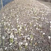 Gambar Kecambah Kopi Arabika Ateng Super 500 biji dari Ruang Agro_NEW undefined 2 Tokopedia