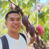 Gambar nbitt- Bibit Kakao unggul mcc 02 fresh dari nobitataa undefined 5 Tokopedia