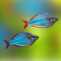 Gambar Ikan Rainbow Peacock Balon dari berjaya pets undefined 1 Tokopedia