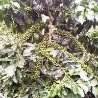 Gambar Kecambah Kopi Arabika Ateng Super 500 biji dari Ruang Agro_NEW undefined 3 Tokopedia
