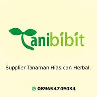 Gambar - Promo Segar - Bibit Pohon Buah Bisbul Bisbull - Tanaman Mentega Unik Langka 1Meter - Premium - dari Nyuknyas undefined 4 Tokopedia
