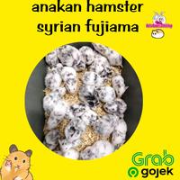 Gambar anakan hamster syrian fujiama hias lucu gemoy tidak gigit khusus gojek dan grab - betina dari RafaRabbit undefined 1 Tokopedia