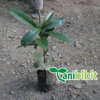 Gambar - Promo Segar - Bibit Pohon Buah Bisbul Bisbull - Tanaman Mentega Unik Langka 1Meter - Premium - dari Nyuknyas undefined 2 Tokopedia