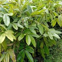 Gambar - Promo Segar - Bibit Pohon Buah Bisbul Bisbull - Tanaman Mentega Unik Langka 1Meter - Premium - dari Nyuknyas undefined 3 Tokopedia