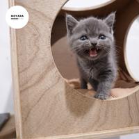 Gambar Kucing Scottish Fold X BSH & Persian X BSH Brittish Kitten - AbuPutihpersian, Jantan dari Moyara Telecom undefined 5 Tokopedia