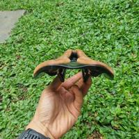 Gambar Sadel Saddle Selle Italia Novus Boost Evo Nubuck Superflow Carbonio Carbon Rail 145 Classic NOT Bukan Carbon Fizik Pro Stealth San Marco Prologo Astute MCFK Berk S-Works Sworks 3D Bontrager Giant Schmolke Ax Lightness Fabric Repente Entity dari Ritte bike undefined 5 Tokopedia