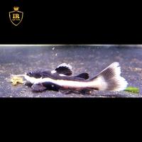 Gambar Rtc/red tail catfish/lele ekor merah dari Ir Aquatic Indonesia undefined 1 Tokopedia
