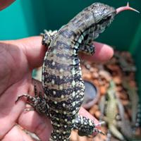 Gambar Tegu Red Hybrid 50% Poshet Albino dari Qlangenan Pet Shop undefined 2 Tokopedia