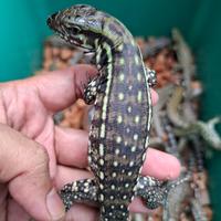 Gambar Tegu Red Hybrid 50% Poshet Albino dari Qlangenan Pet Shop undefined 3 Tokopedia