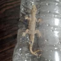 Gambar Cicak buntut cabang 2 - 1 ekor dari Cicak buntut cabang undefined 1 Tokopedia