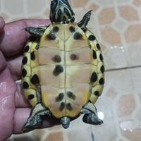 Gambar kura kura yellow belly pure dari Jun_3s undefined 4 Tokopedia