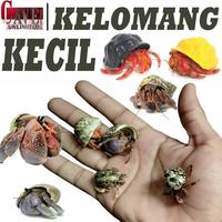 Gambar df kelomang keong kumang umang murah meriah keong pompongan mainan anak fd - KELOMANG dari didikateraid undefined 1 Tokopedia