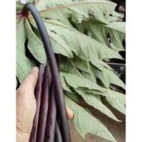 Gambar Daun Pepaya Wulung/daun pepaya ungu segar per helai (obat herbal) dari Aceng Rempah-rempah undefined 3 Tokopedia