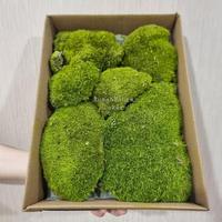 Gambar LUMUT BATU ARTIFICIAL KOTAK BEST SELLER - 1 dari Sumber Abadi Sejahtera undefined 3 Tokopedia