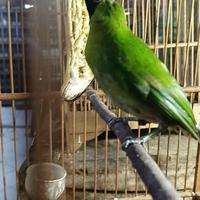 Gambar Cucak Ijo Banyuwangi Trotol Jantan pilihan dari Tosix94Birdspecialist undefined 2 Tokopedia