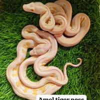 Gambar ular retic morph amelanistic baby size dari QUEEN INNA FISH ID undefined 1 Tokopedia
