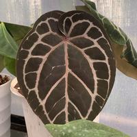 Gambar Anthurium michelle selfing dari Verocosum Art undefined 2 Tokopedia