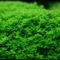 Gambar hc cuba carpet plant aquascape dari Baruna Aquatic Bali undefined 1 Tokopedia