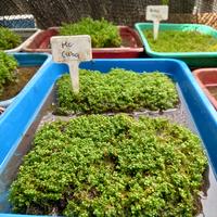 Gambar hc cuba carpet plant aquascape dari Baruna Aquatic Bali undefined 2 Tokopedia
