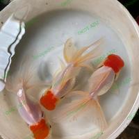 Gambar Maskoki mas koki oranda redcap dari OKOT AZIZ undefined 1 Tokopedia