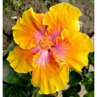 Gambar Tanaman Bunga Hibiscus Bangkok (DIKIRIM KUNCUP)/ Bunga Sepatu Impor / Hibiscus rosa-sinensis L. - Pink tattoo dari Rocketfield Plantary undefined 2 Tokopedia