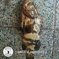 Gambar Ikan Kerapu Bunga Macan Fresh Frozen Seafood (ukuran 7-8 ons per ekor) - 7-8 Ons dari Baratie Seafood undefined 4 Tokopedia
