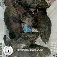 Gambar Ikan Kerapu Bunga Macan Fresh Frozen Seafood (ukuran 7-8 ons per ekor) - 7-8 Ons dari Baratie Seafood undefined 3 Tokopedia