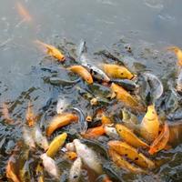Gambar ikan mas merah/hitam 1kg 4 5 ekor dari petani nusantaraa undefined 2 Tokopedia