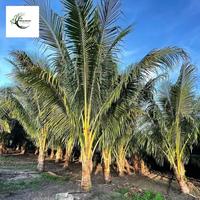 Gambar Pohon kelapa hijau tinggi 5 meter / Tanaman pohon kelapa kopyor tinggi 5 meter / tersedia juga untuk jenis dan ukuran lainya dari abassy nursery undefined 1 Tokopedia