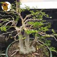 Gambar Bonsai Jeruk Kingkit Twin dari Medio Garden undefined 1 Tokopedia