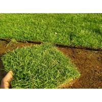 Gambar Jual Tanaman Rumput Jepang Per Meter Terbaik Khusus Gosend Atau Grab dari FKR Jaya undefined 1 Tokopedia