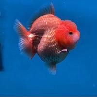 Gambar Ikan Mas Koki Oranda Redwhite Bagong Shorttail Grade High Quality - 7 CM dari Nizam FishAquatic undefined 3 Tokopedia