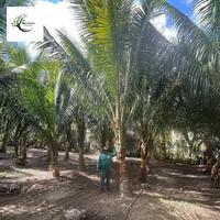 Gambar Pohon kelapa hijau tinggi 5 meter / Tanaman pohon kelapa kopyor tinggi 5 meter / tersedia juga untuk jenis dan ukuran lainya dari abassy nursery undefined 3 Tokopedia
