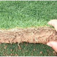 Gambar Jual Tanaman Rumput Jepang Per Meter Terbaik Khusus Gosend Atau Grab dari FKR Jaya undefined 2 Tokopedia