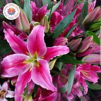 Gambar Fresh Flower Bunga Lily Segar Pertangkai - Pink dari toko bunga kemal florist undefined 1 Tokopedia
