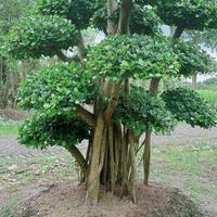 Gambar jual pohon bonsai beringin Korea besar dari berkah taman store undefined 2 Tokopedia