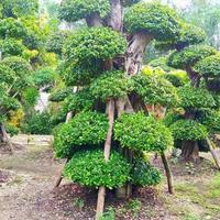 Gambar jual pohon bonsai beringin Korea besar dari berkah taman store undefined 1 Tokopedia