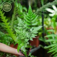 Gambar Bolbitis sp. / Tanaman Pakis / Fern - Pot 8 cm dari fern&wonder undefined 1 Tokopedia