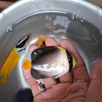 Gambar ikan hias air laut kepe marmut dari istana aquarium bandung undefined 3 Tokopedia