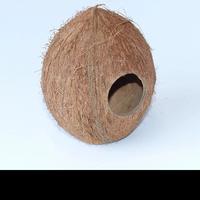 Gambar BATOK KELAPA BOLONG ALAMI - BATOK KELAPA BOLONG UNTUK SARANG BURUNG dari bagasAquatic02 undefined 5 Tokopedia